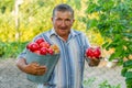 An lod man with a bucket full of tomatoes