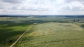 Lodged cereals after storm and hail. Ripening rye. Has suffered from bad weather. Aerial photography