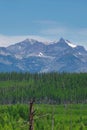 Lodgepole Forest and Mountain Portrait