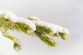 Lodgepole Pine Branch with Snow