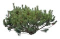 Lodgepole Pine close-up, cutout isolated on white background Royalty Free Stock Photo