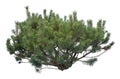 Lodgepole Pine close-up, cutout isolated on white background