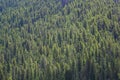 Lodgepole pine forest, Gallatin Gateway, Montana