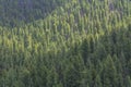 Lodgepole pine forest, Gallatin Gateway, Montana