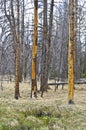 Lodgepole pine killed by pine bark beetle Royalty Free Stock Photo