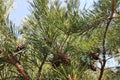 Lodgepole Pine Pinus contorta cone in Beartooth Mountains, Montana Royalty Free Stock Photo