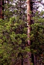 Lodgepole Pine 62397