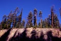 Lodgepole Pine Trees 62383