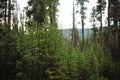 Lodgepole Pine at Yellowstone Royalty Free Stock Photo