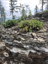 Lodgepole pines and berry bushes atop rocky plateau