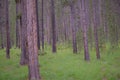 Lodgepole Trees in a Southwestern Montana Campground