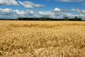 Lodging wheat.