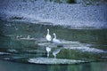 Lodi Italy: swans in the Adda river