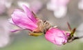 Loebner Magnolia (Magnolia x loebneri) Buds Burst Out Royalty Free Stock Photo