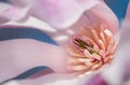 Loebner Magnolia (Magnolia x loebneri) Closeup Royalty Free Stock Photo