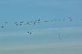 Geese and Bald Eagles in National Wildlife Refuge Royalty Free Stock Photo