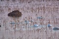 Geese and Bald Eagles in National Wildlife Refuge Royalty Free Stock Photo