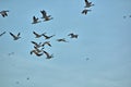 Geese and Bald Eagles in National Wildlife Refuge Royalty Free Stock Photo