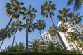 Loews Hotel Miami Beach and palm trees on Collins Avenue and Miami Beach, Miami Royalty Free Stock Photo