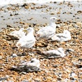 Lofe at the beach Royalty Free Stock Photo