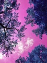 Lofi Pink Trees And Sky