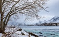 Lofoten islands, Norway, winter landscape. Rocky coast of fjord. Snowy mountains and fishing village. Royalty Free Stock Photo