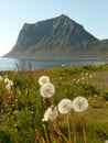 Lofoten's dandelions and mountains Royalty Free Stock Photo