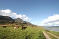 Lofoten's Fjord with cows Royalty Free Stock Photo