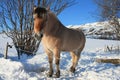 Lofoten's horse Royalty Free Stock Photo