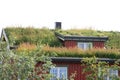 Lofoten's house with grass on the roof