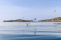 In Lofoten\'s serene expanse, a two white-tailed eagles hovers over reflective waters, with seagulls Royalty Free Stock Photo