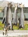 Lofoten stockfish drying Royalty Free Stock Photo