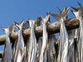 Lofoten stockfish drying Royalty Free Stock Photo