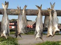 Lofoten stockfish drying Royalty Free Stock Photo