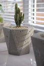 loft, ornamental plants, flower pots loft, concrete, concrete flower pots Royalty Free Stock Photo