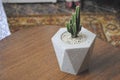 loft, ornamental plants, flower pots loft, concrete, concrete flower pots Royalty Free Stock Photo