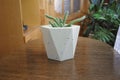 loft, ornamental plants, flower pots loft, concrete, concrete flower pots Royalty Free Stock Photo