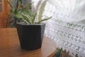 loft, ornamental plants, flower pots loft, concrete, concrete Royalty Free Stock Photo