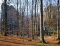 Lofty stones in forest Royalty Free Stock Photo