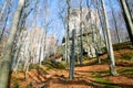 Lofty stones in forest