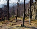 Lofty stones in forest Royalty Free Stock Photo