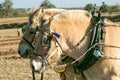 Lofty and Thor Norwegian Fjords horses ploughing