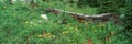 Log Amid Alpine Flowers, Ouray, Colorado