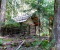 Log cabin in conifer forest Royalty Free Stock Photo