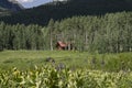 Log cabin home in Rocky Mountain forest