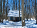 Log cabin in a treed area with sap buckets