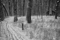 Log Cabin in Wintery Woods Royalty Free Stock Photo