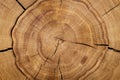 Log core against a wooden floor. Top view. Closeup. Background, texture series.