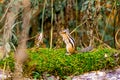 fallen tree trunk covered with moss on which a chipmunk stands on its hind legs, selective focus