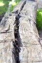 Log with a crack selective focus